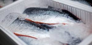 fresh fish on ice in a plastic container