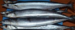 Fresh saury for soup