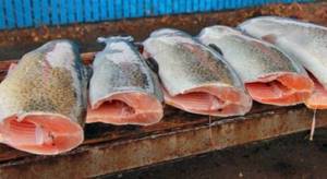 Таймень рыба. Фото и описание, рецепты приготовления