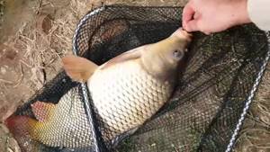 This size of carp is caught on peas
