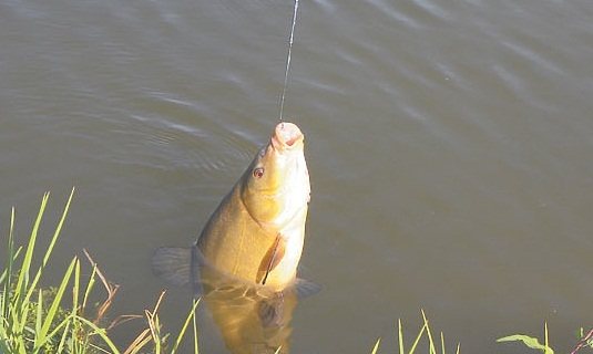 Tench fishing tactics in spring