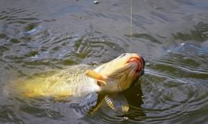 Tactics for catching carp in spring
