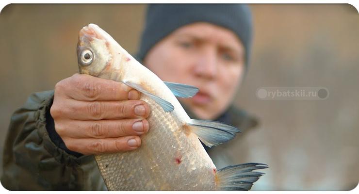 Тактика рыбалки на леща осенью на фидер