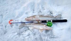 Tactics for winter fishing for pike perch using lures