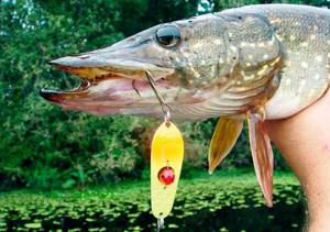 Techniques and tactics of catching pike with spoons