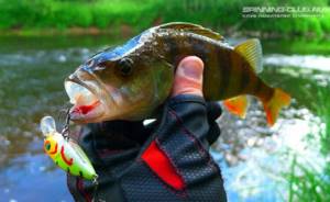 Technique for catching perch with a wobbler