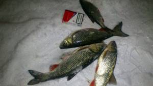 Subtleties of catching chub in winter on the river | For what and where 