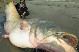 top 10 largest freshwater fish