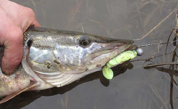 Trophy pike caught with a vibrotail