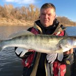 Trophy pike perch in Astrakhan