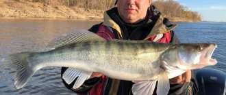 Trophy pike perch in Astrakhan