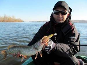Twitching autumn pike