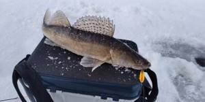 Successful opening of the season and evening burbot. Weekly report from Kirov reservoirs 