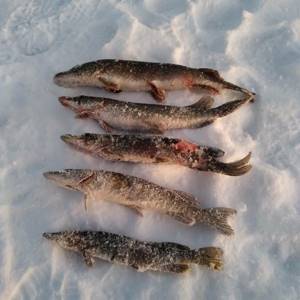 Successful opening of the season and evening burbot. Weekly report from Kirov reservoirs 
