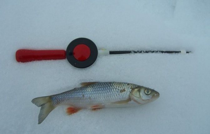 Fishing rod and chub