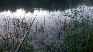 Fishing rods in the reeds
