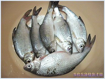 Place the fish for salting