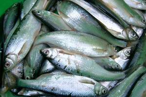 bleak fish beneficial properties