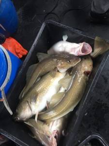 Cod catch