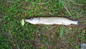 What time is it better to catch pike: morning, afternoon, evening or night, why it doesn’t bite, signs