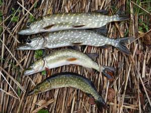 What time is it better to catch pike: morning, afternoon, evening or night, why it doesn’t bite, signs