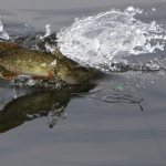 In what weather is it better to catch pike - optimal pressure, wind, rain, temperature...