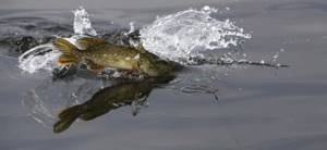 In what weather is it better to catch pike - optimal pressure, wind, rain, temperature...