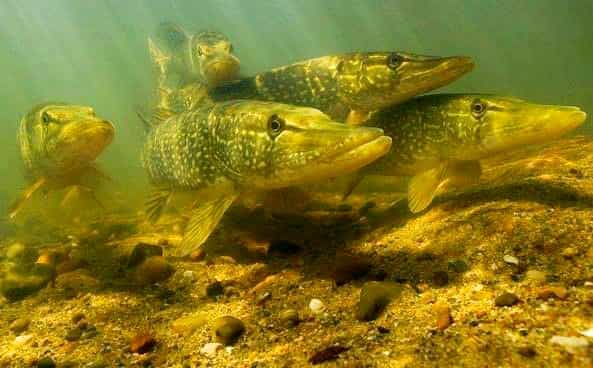 Spring spawning and feeding of pike