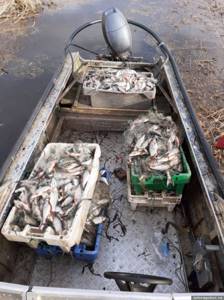 Весна 2021 года, Псковское озеро. Браконьерский улов в браконьерской лодке. Фото автора.