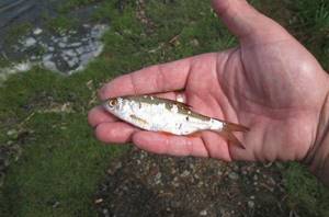 In spring and when pike perch are deeply passive, it is advisable to use live bait of the minimum size