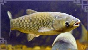 Front view of grass carp
