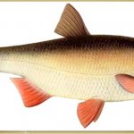 side view of ide fish