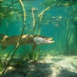Seeing a live pike in the water in a dream, why does a woman dream about catching a pike?