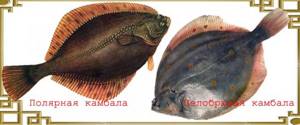 Types of flounder