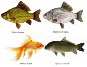 Types of crucian carp