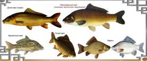 Types of carp
