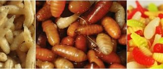 types of maggots