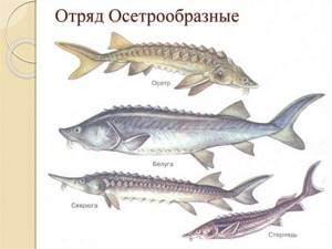 Types of sturgeon fish