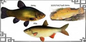 Types of tench fish