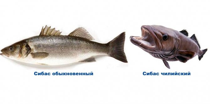 Types of sea bass