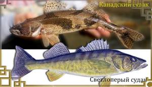 Types of pike perch