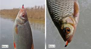 The influence of jig color in winter reelless fishing