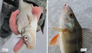 The influence of jig color in winter reelless fishing