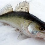 Appearance of pike perch