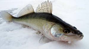Appearance of pike perch