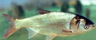 Appearance of silver carp