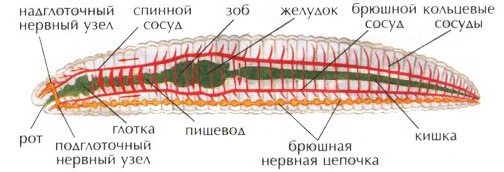 Internal structure of an earthworm. Digestive, nervous, circulatory system of an earthworm 