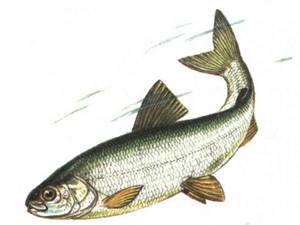 Volkhov whitefish