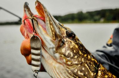 Everything a fisherman needs to know about fishing for pike with a spoon in spring, summer and autumn