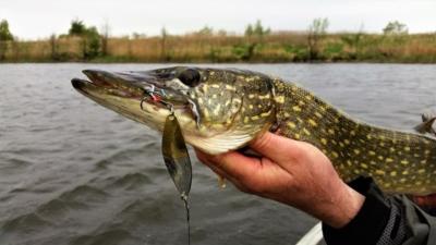 Everything a fisherman needs to know about fishing for pike with a spoon in spring, summer and autumn